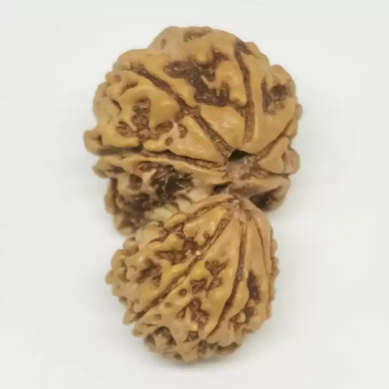 Garbh Gauri Premium Rare Rudraksha — close-up macro showing surface texture and natural lines
