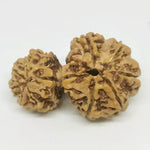 Garbh Gauri Premium Rare Rudraksha — bead size reference