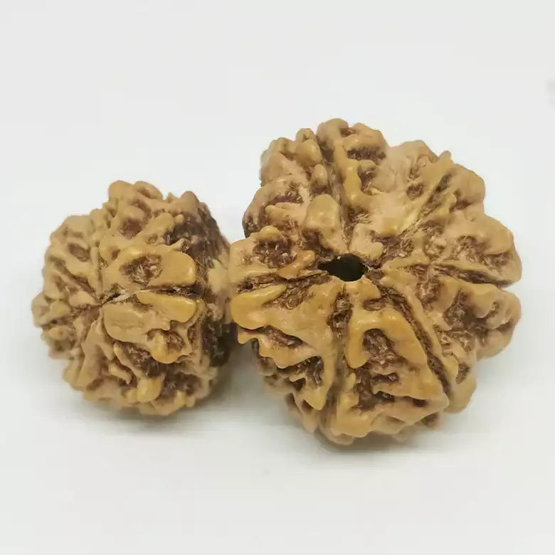 Garbh Gauri Premium Rare Rudraksha — bead size reference