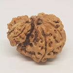 Garbh Gauri Premium Rare Rudraksha — authenticity certificate and lab report
