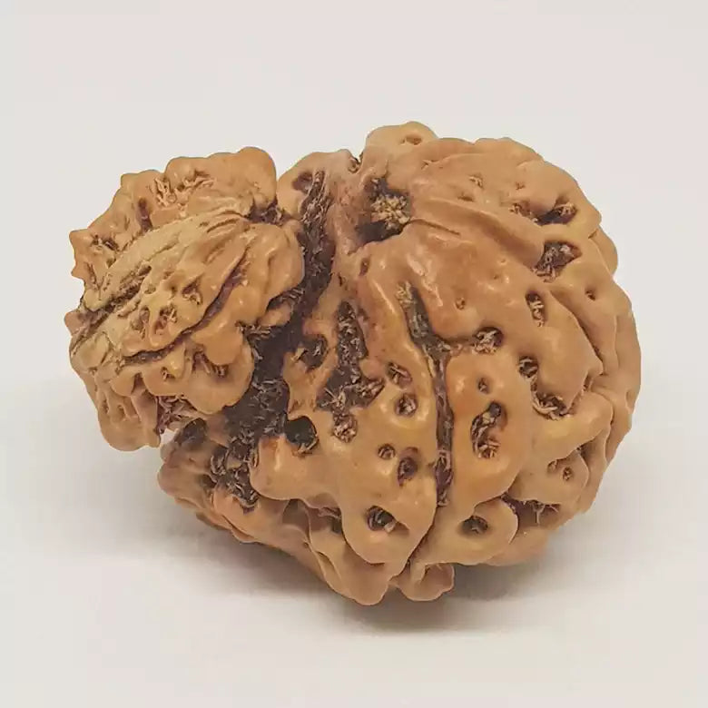 Garbh Gauri Premium Rare Rudraksha — authenticity certificate and lab report