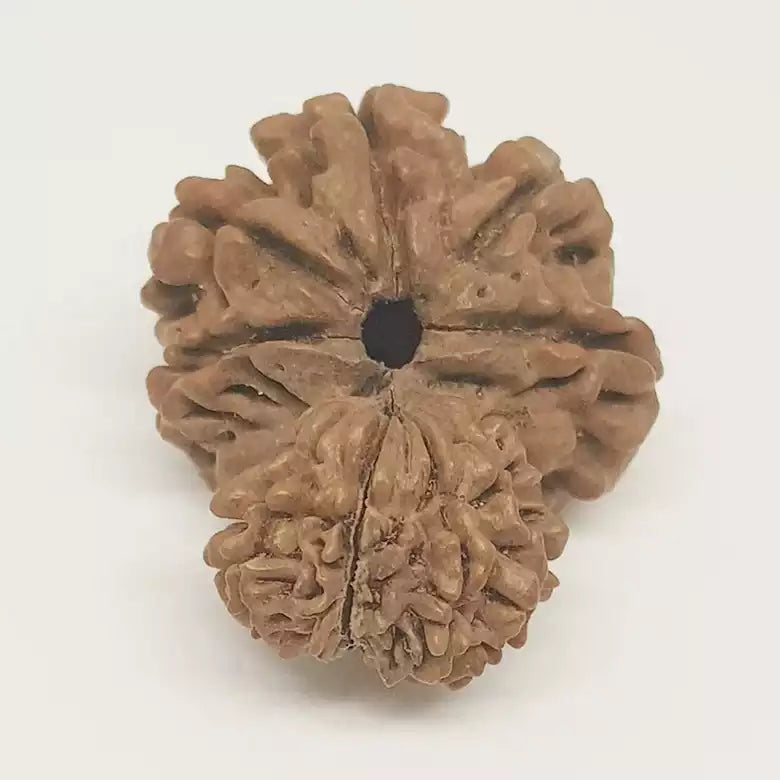 Garbh Gauri Premium Rare Rudraksha — bead worn on red thread