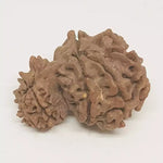 Garbh Gauri Premium Rare Rudraksha — packaging back showing wearing instructions