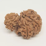 Garbh Gauri Premium Rare Rudraksha — main bead view showing mukhi (faces)