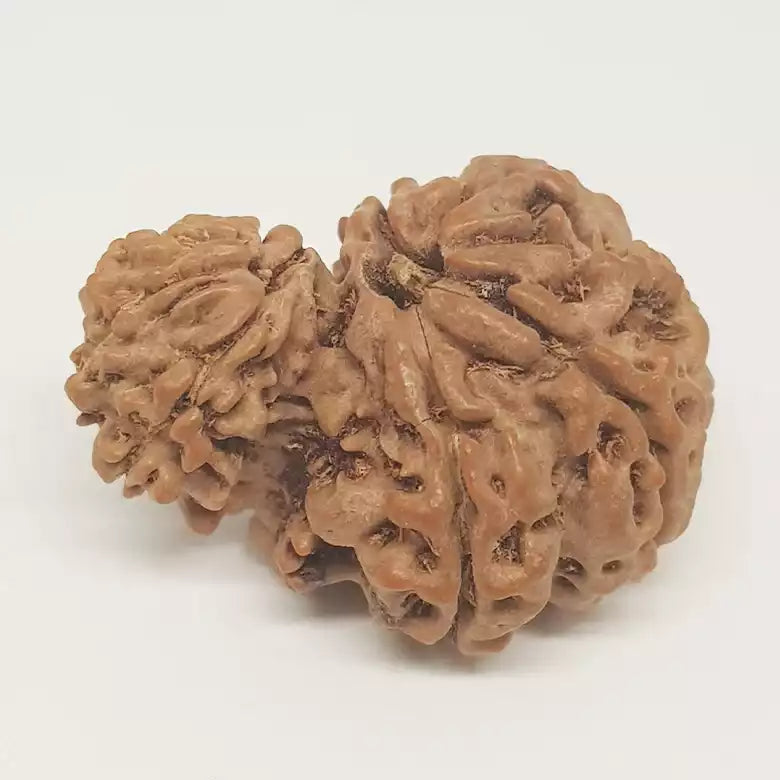 Garbh Gauri Premium Rare Rudraksha — main bead view showing mukhi (faces)