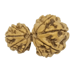Gauri Ganesh Rudraksha