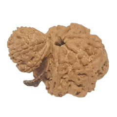 Gauri Shankar Ganesh Rudraksha