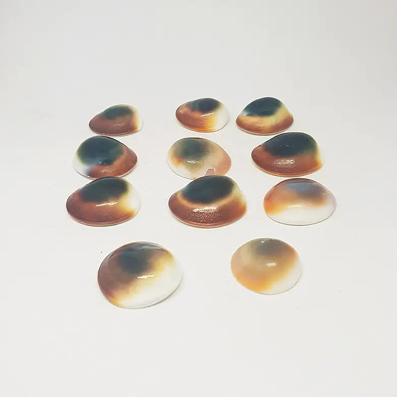 thumbnail image 2 of Natural Gomti Chakra Shell – Evil Eye Protection Talisman For Pagan Wiccan Spells & Rituals 2 of 6