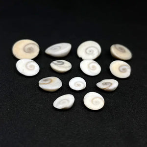 Gomti Chakra - Small