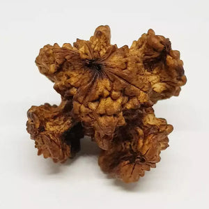 Kamal Rudraksha – Premium Rare Rudraksha