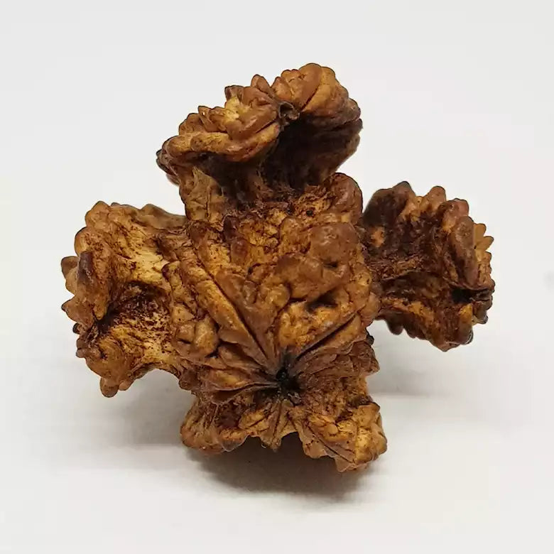 Kamal Rudraksha – Premium Rare Rudraksha