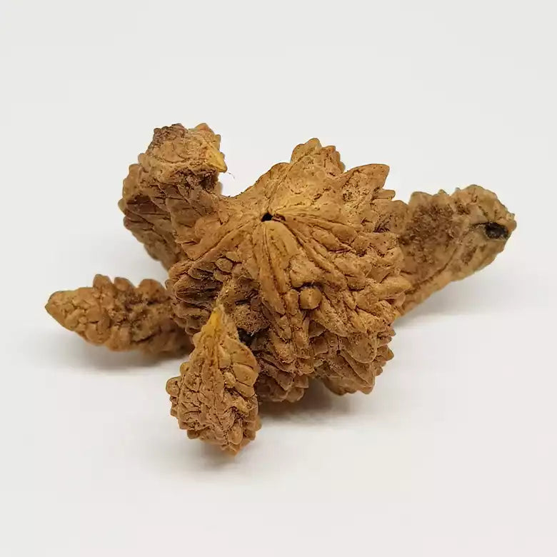 Regular Kamal Rudraksha - For Business Growth - Pandit.com