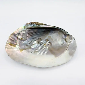 Mother of Pearl Sea Shell