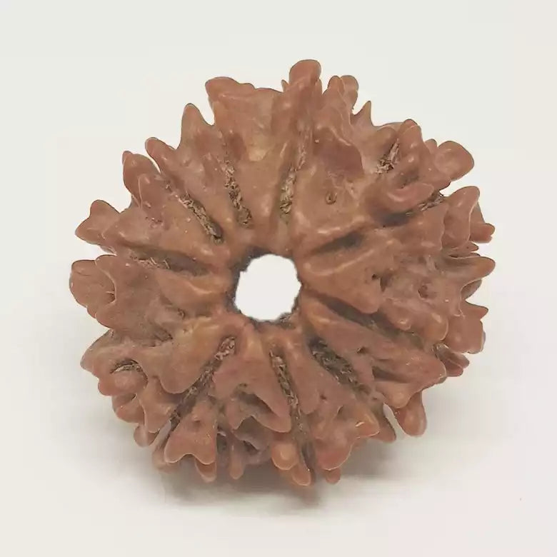 9 Faced Rudraksha — authenticity certificate and lab report