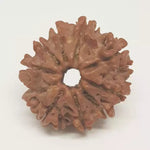 9 Faced Rudraksha — authenticity certificate and lab report