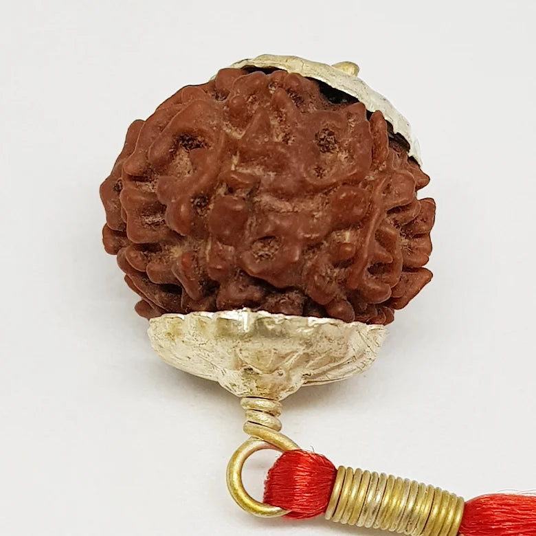 9 Faced Rudraksha — bead size reference