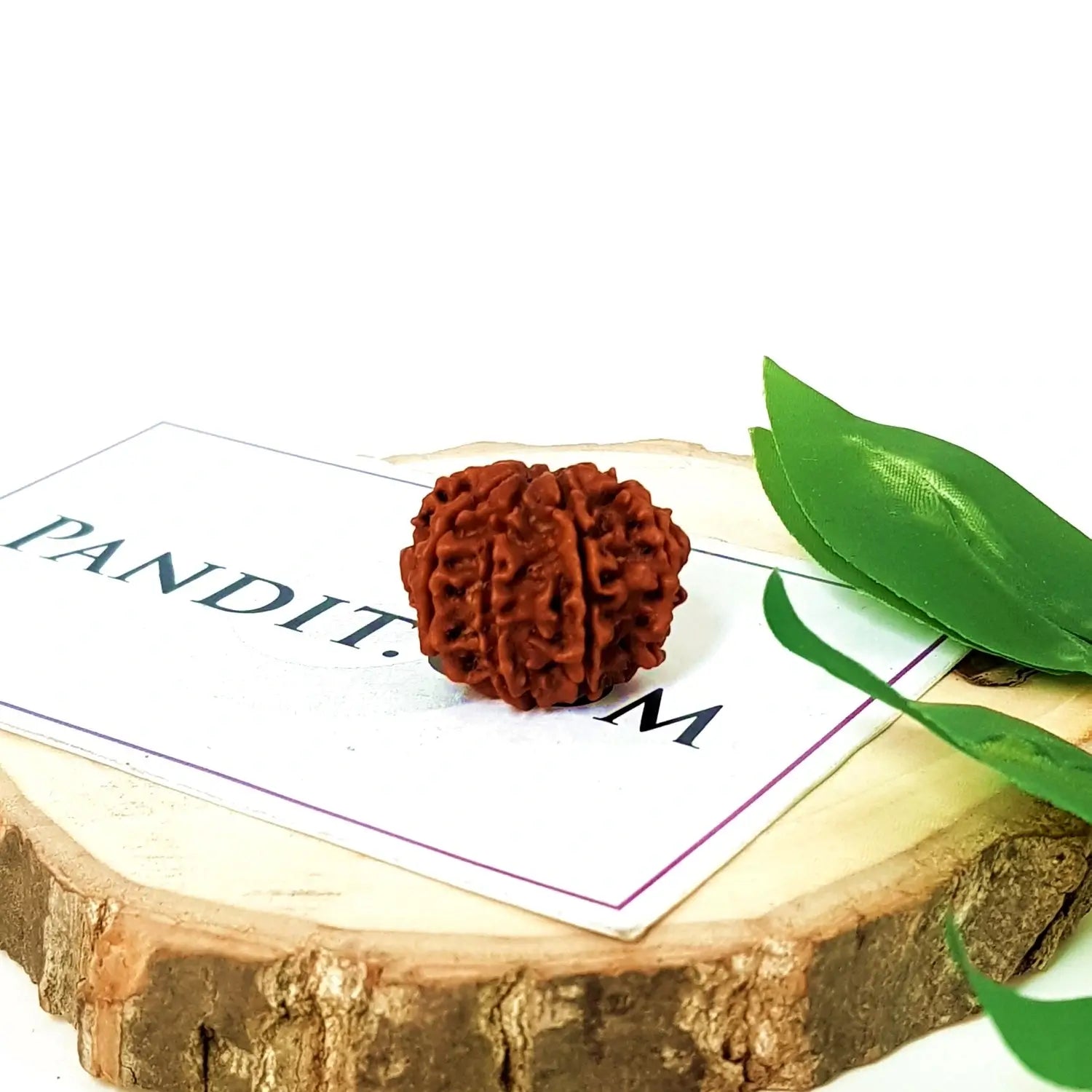Nine Mukhi Premium Rare Rudraksha