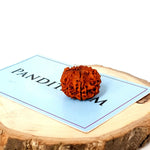 Nine Mukhi Rudraksha Nepal