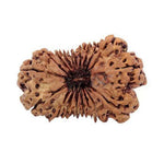 Nineteen Mukhi Premium Rare Rudraksha — main bead view showing mukhi (faces)