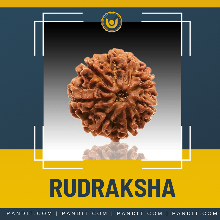 Real Rudraksha