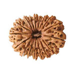 Seventeen Mukhi Premium Rare Rudraksha — main bead view showing mukhi (faces)