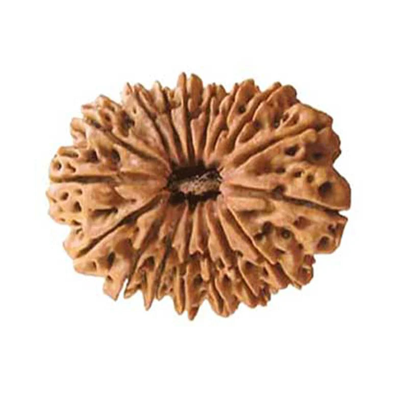 Seventeen Mukhi Premium Rare Rudraksha — main bead view showing mukhi (faces)