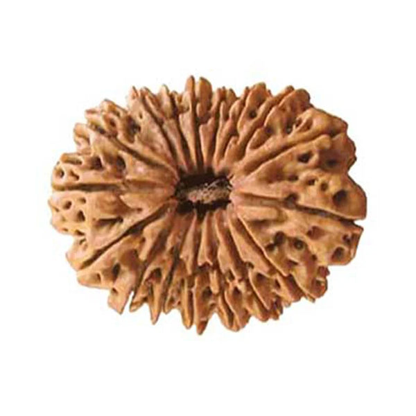 Seventeen Mukhi Premium Rare Rudraksha — main bead view showing mukhi (faces)