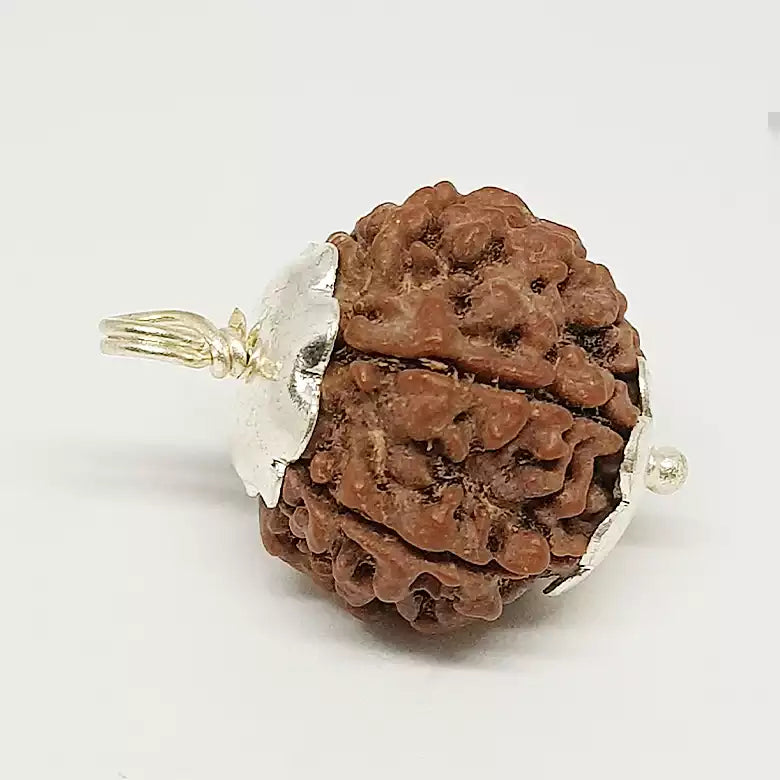 6 Faced Rudraksha — main bead view showing mukhi (faces)