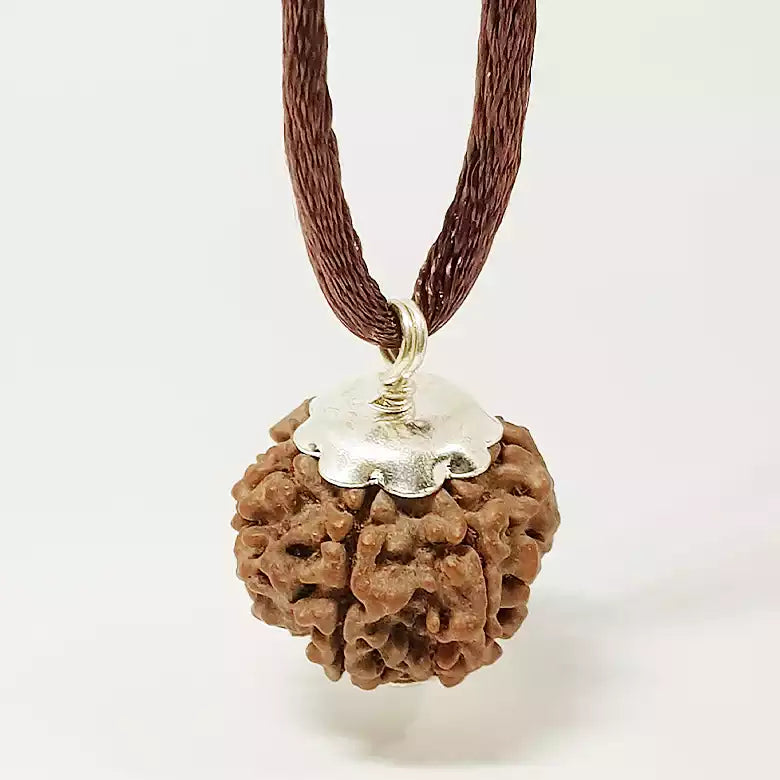 6 Faced Rudraksha - Nepal