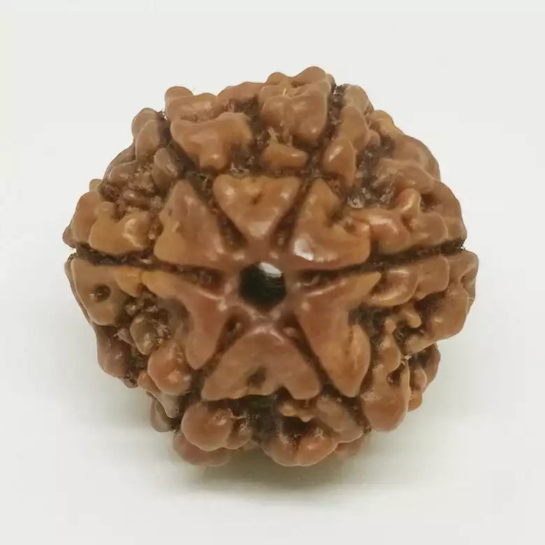 6 Faced Rudraksha — bead size reference
