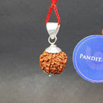 Six Mukhi Premium Rare Rudraksha — bead size reference
