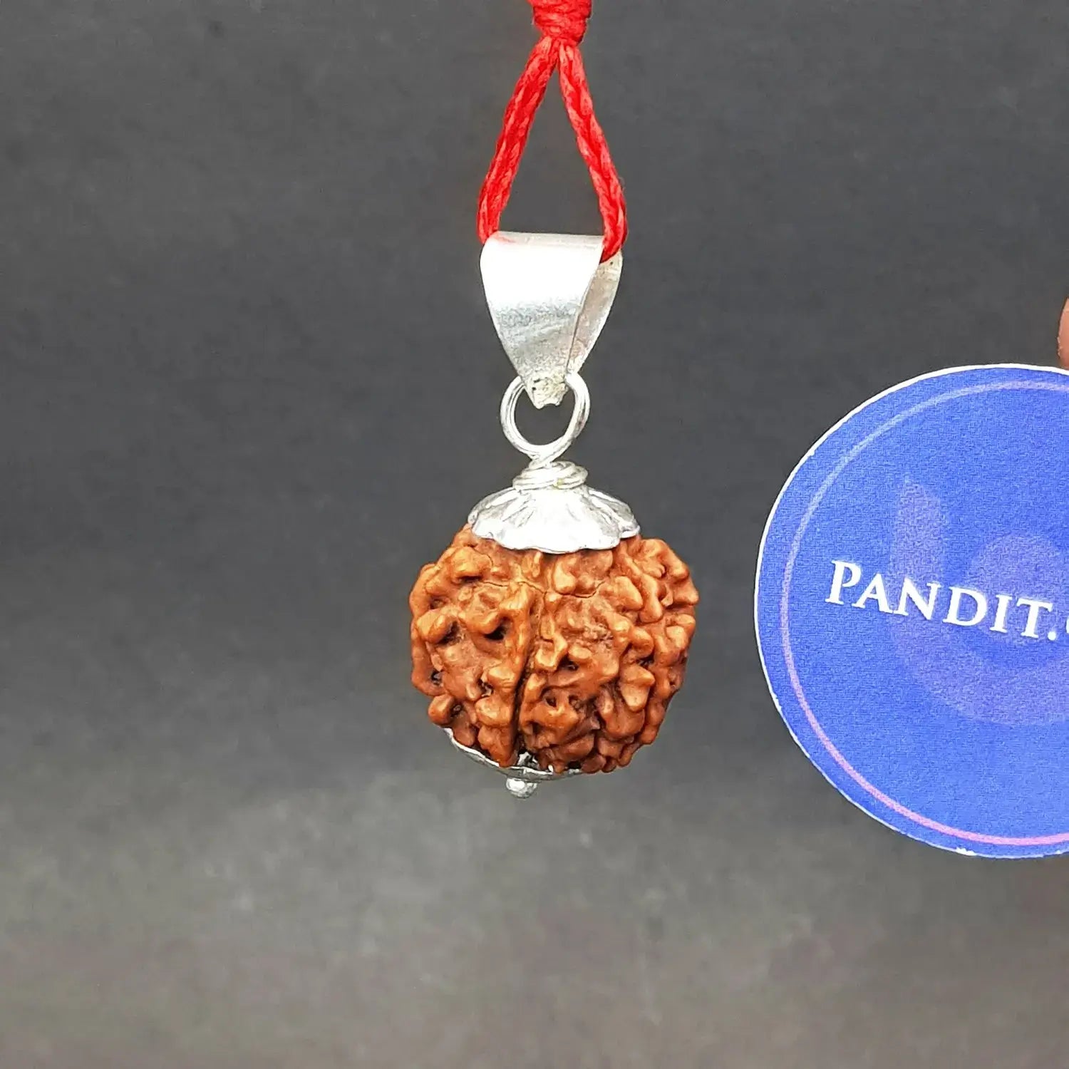 Six Mukhi Premium Rare Rudraksha — bead size reference