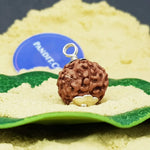 6 Mukhi Rudraksha Indonesia
