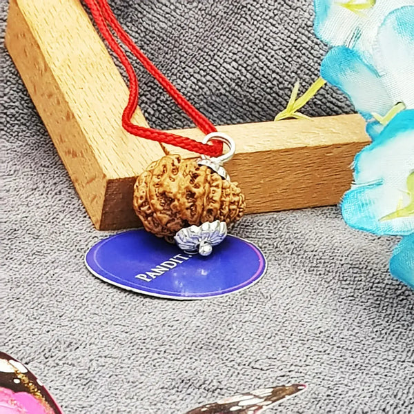 16 Faced Nepal Rudraksha