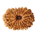 Sixteen Mukhi Premium Rare Rudraksha — main bead view showing mukhi (faces)