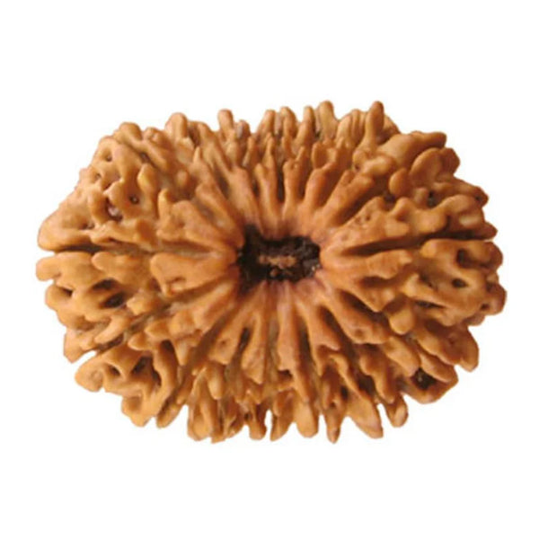 Sixteen Mukhi Premium Rare Rudraksha — main bead view showing mukhi (faces)