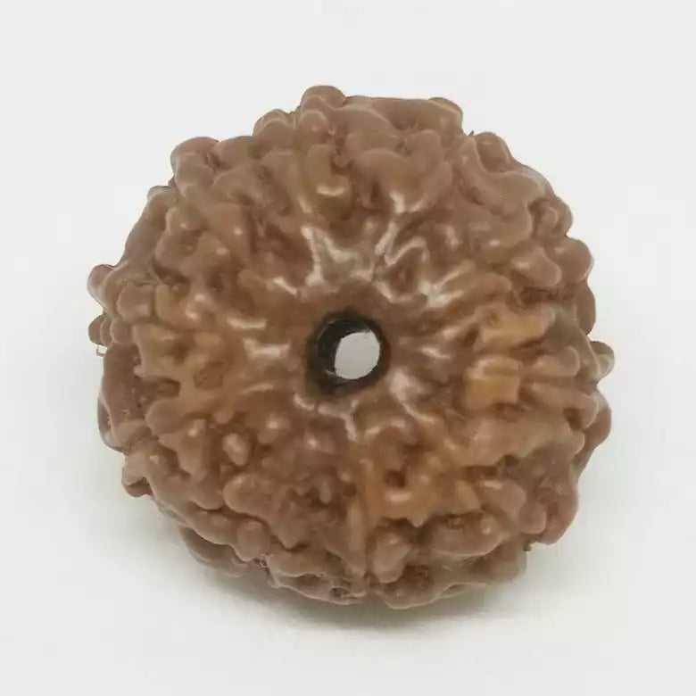 Ten Mukhi Premium Rare Rudraksha — close-up macro showing surface texture and natural lines