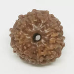 Ten Mukhi Premium Rare Rudraksha — close-up macro showing surface texture and natural lines