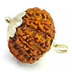 Ten Mukhi Premium Rare Rudraksha — bead worn on red thread