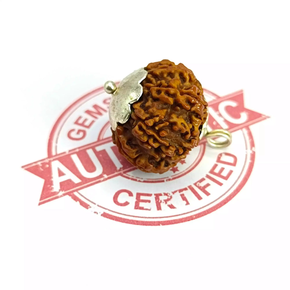 Ten Mukhi Premium Rare Rudraksha — packaging back showing wearing instructions