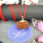 Ten Mukhi Premium Rare Rudraksha — close-up macro showing surface texture and natural lines