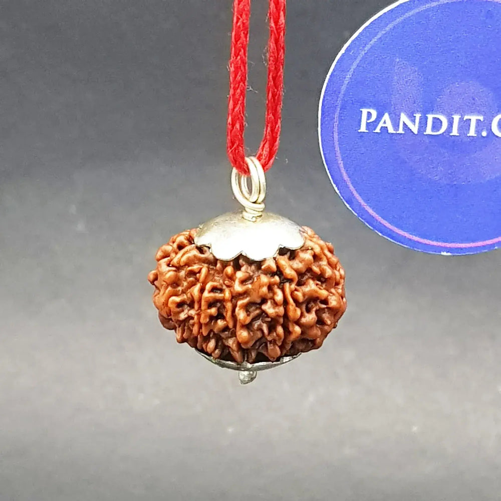 Ten Mukhi Premium Rare Rudraksha — bead size reference