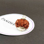 10 Faced Nepal Rudraksha