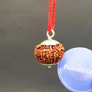 10 Faced Nepal Rudraksha