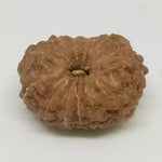 Thirteen Mukhi Premium Rare Rudraksha — close-up macro showing surface texture and natural lines
