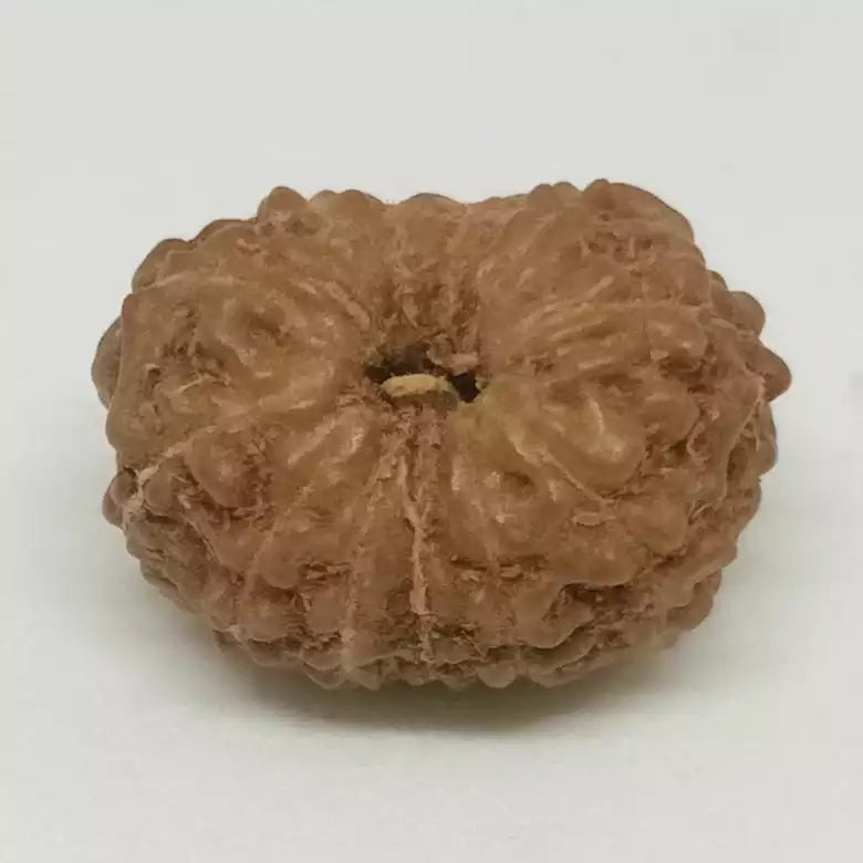 Thirteen Mukhi Premium Rare Rudraksha — close-up macro showing surface texture and natural lines