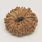 13 Faced Rudraksha — main bead view showing mukhi (faces)
