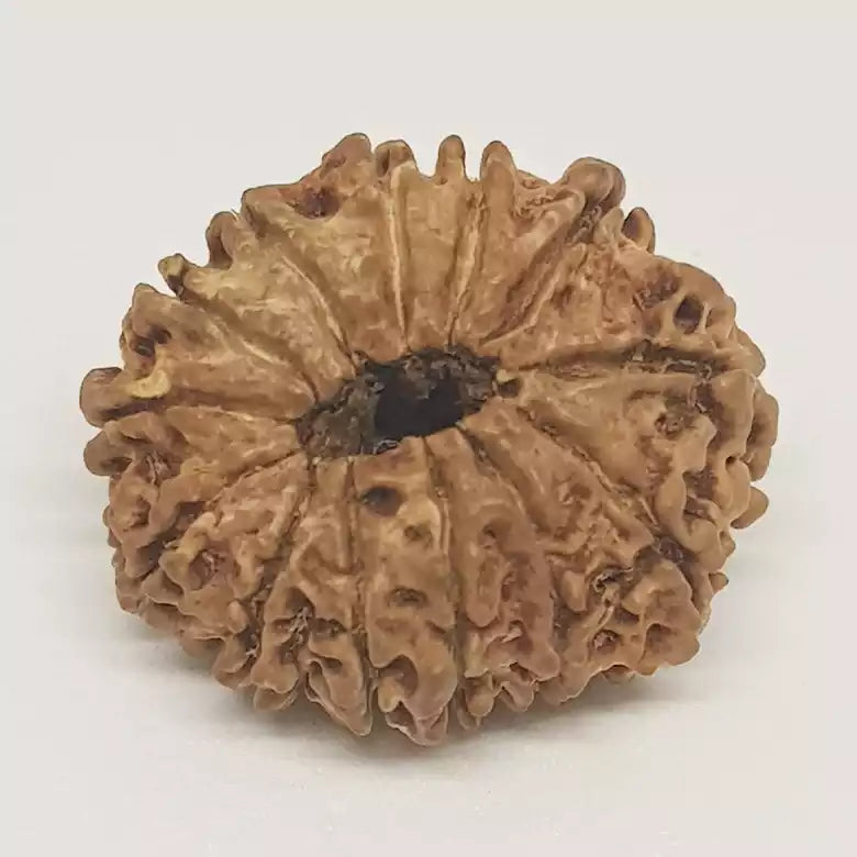 13 Faced Rudraksha — main bead view showing mukhi (faces)