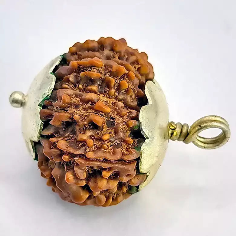 Thirteen Mukhi Premium Rare Rudraksha — bead worn on red thread