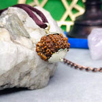 Thirteen Mukhi Premium Rare Rudraksha — main bead view showing mukhi (faces)